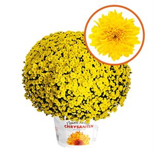 Afbeelding van Bolchrysant  P19 geen kleur Yellow